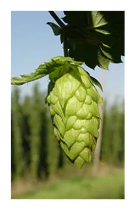 Hops blossom 2 oz. Bulk Herb